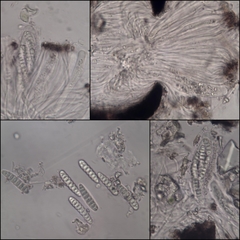 Graphis dendrogramma