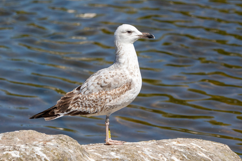 Caspian Gull x European Herring Gull