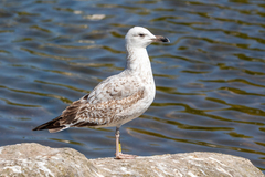 Larus argentatus × cachinnans