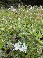 Senecio smithii