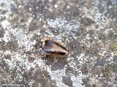 Phyllodromica brullei