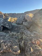 Stapelia cedrimontana