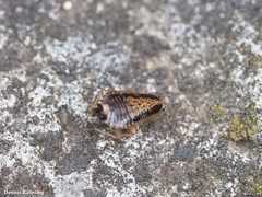 Phyllodromica brullei