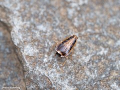 Phyllodromica brullei