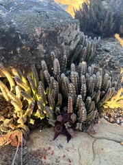 Stapelia cedrimontana