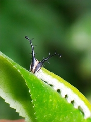 Pseudergolis avesta