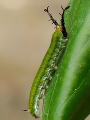 Pseudergolis avesta