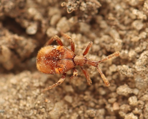 Claviger longicornis