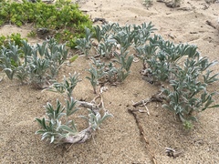 Lupinus tidestromii