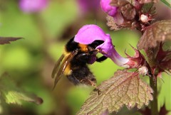 Bombus hortorum