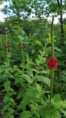 Stachytarpheta sessilis