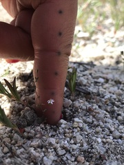 Nemacladus secundiflorus robbinsii