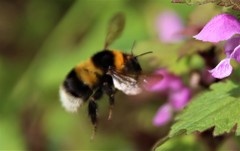 Bombus hortorum