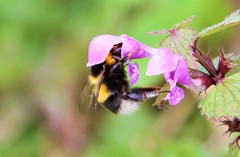 Bombus hortorum