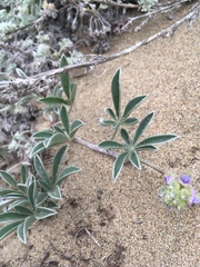 Lupinus tidestromii