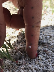 Nemacladus secundiflorus robbinsii