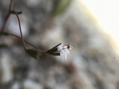 Nemacladus secundiflorus robbinsii