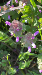 Lamium purpureum