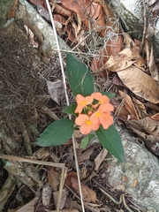 Crossandra infundibuliformis