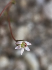 Nemacladus secundiflorus robbinsii