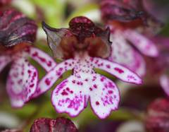 Orchis purpurea image