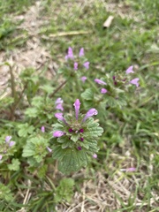 Lamium amplexicaule
