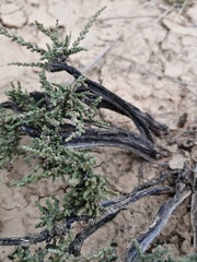 Caroxylon tuberculatum