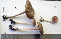 Entoloma cuboideum