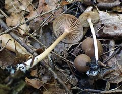 Entoloma cuboideum