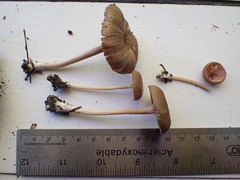 Entoloma cuboideum