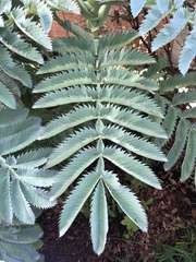 Melianthus