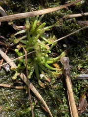Drosera intermedia