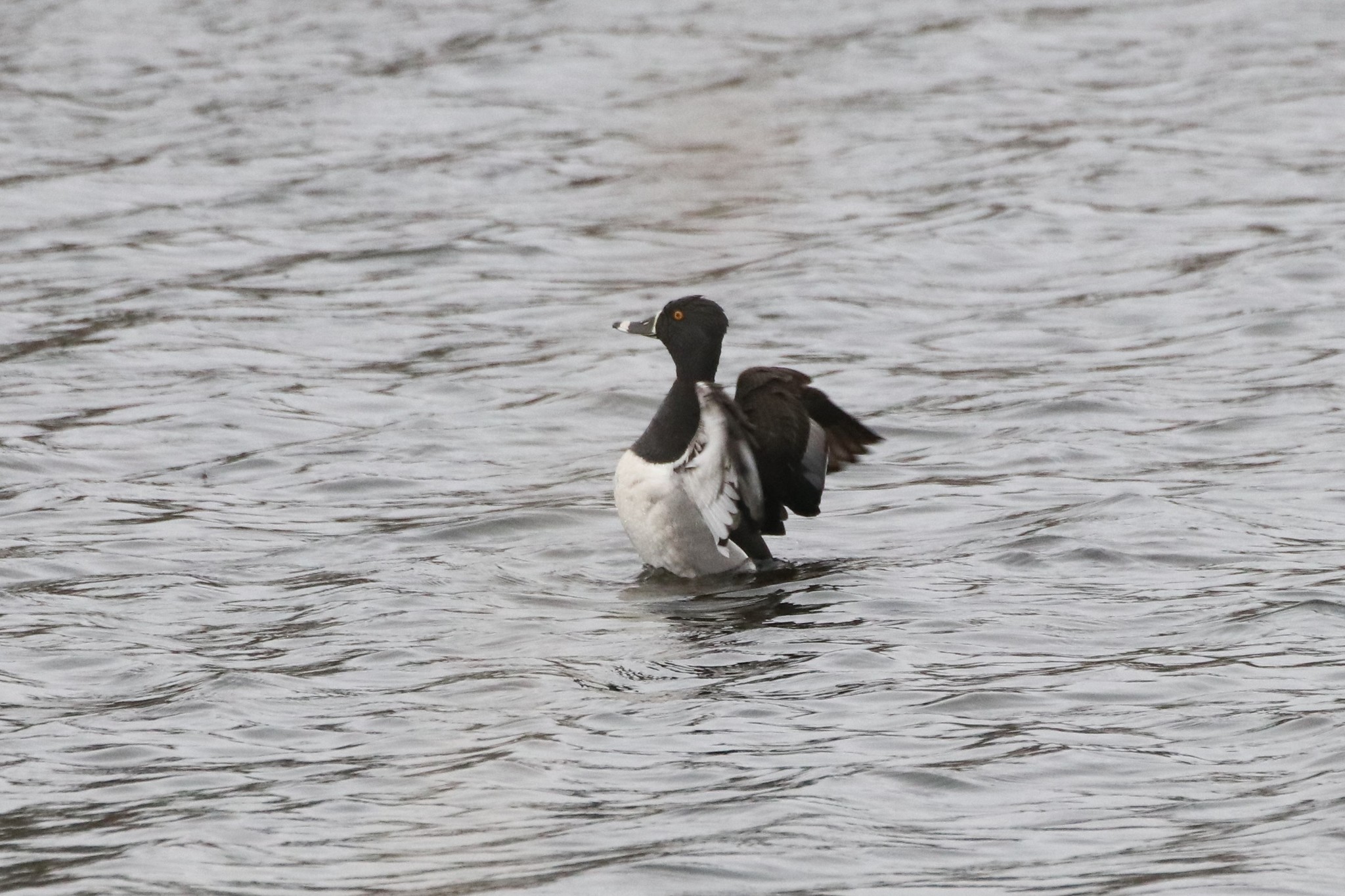 Ring-necked Duck