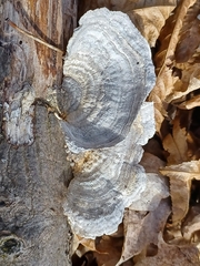 Trametes