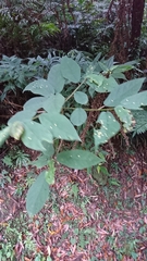 Ficus erecta beecheyana
