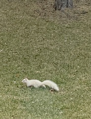 Sciurus carolinensis