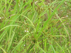 Cyperus nutans