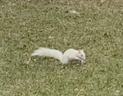 Sciurus carolinensis