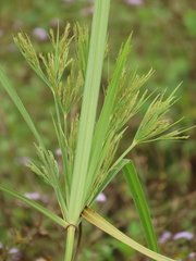 Cyperus nutans