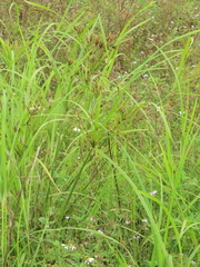 Cyperus nutans