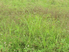 Cyperus nutans