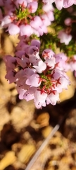 Erica curvirostris