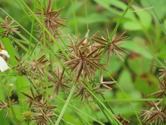 Cyperus flavidus