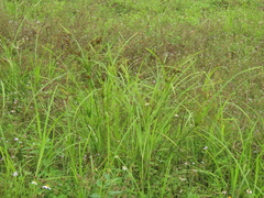 Cyperus nutans