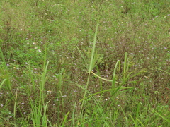 Cyperus nutans