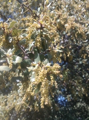 Quercus ithaburensis