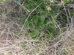 Eriospermum cordiforme