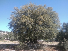 Quercus ithaburensis