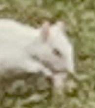 Sciurus carolinensis