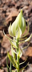 Serruria florida